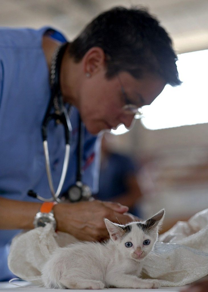 Veterinarian job