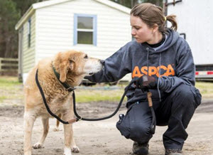 Animal Cruelty Investigator