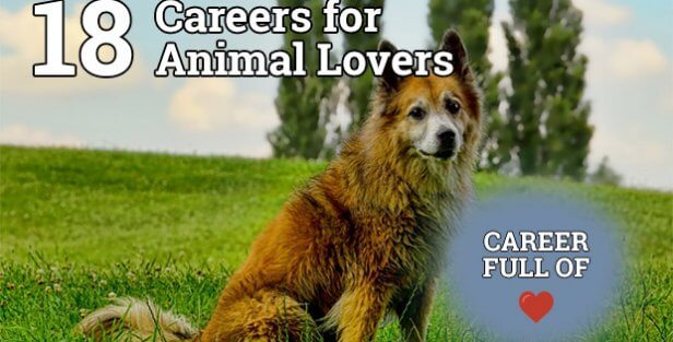 Careers for Animal Lovers