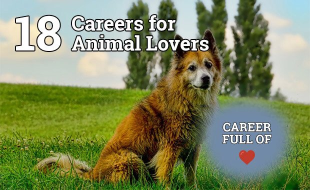 Careers for Animal Lovers