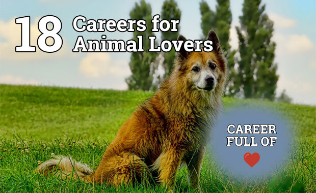 Careers for Animal Lovers