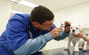 Veterinarian