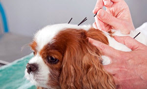 Veterinary Acupuncturist
