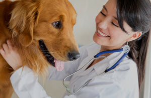 Veterinary Assistant