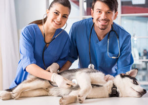 Veterinary Technician