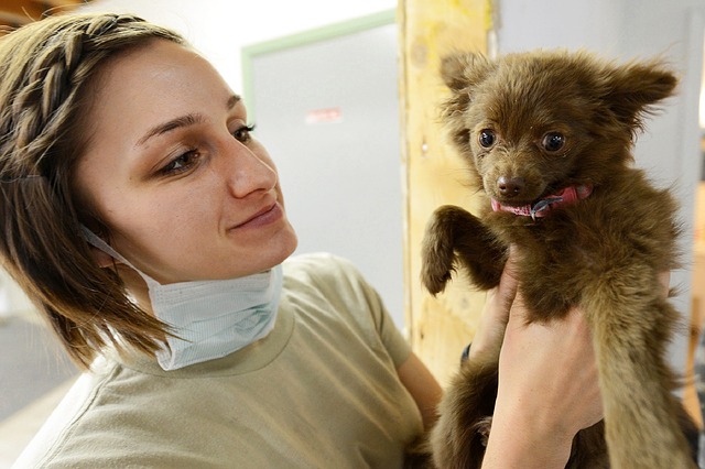 admission to vet school