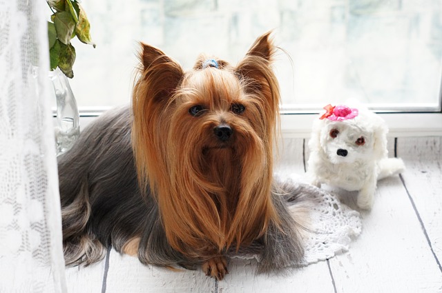 become pet groomer