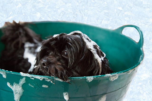 becoming pet groomer