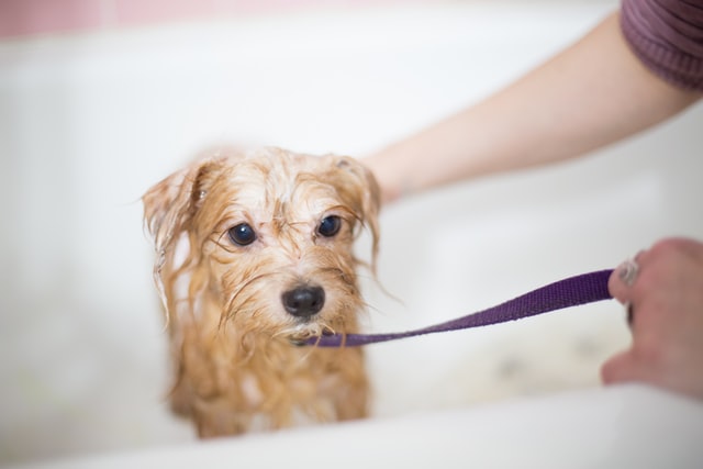 dog getting a bath