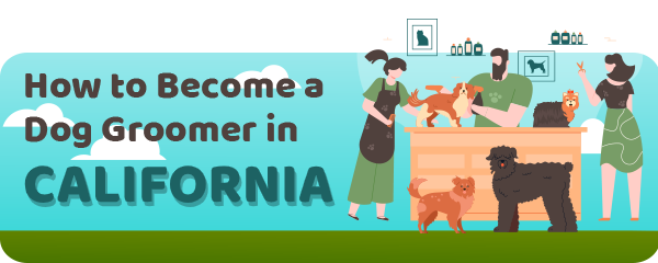 How to Become a Dog Groomer in California
