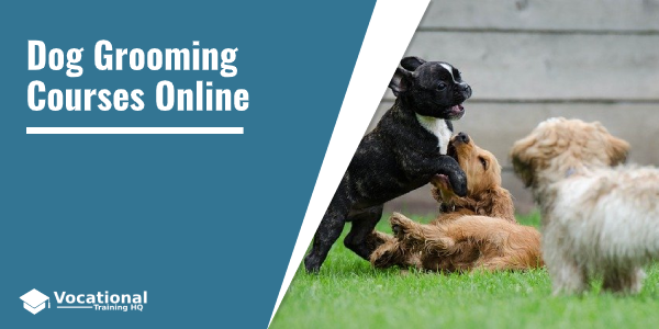 Dog Grooming Courses Online