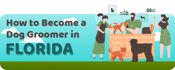 How to Become a Dog Groomer in Florida