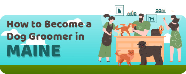 How to Become a Dog Groomer in Maine