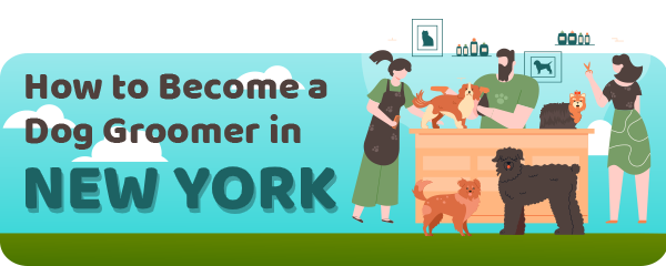 How to Become a Dog Groomer in New York