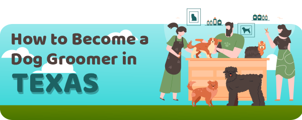How to Become a Dog Groomer in Texas