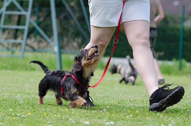 dog trainer