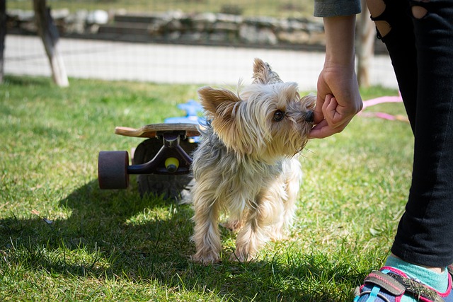 dog training courses