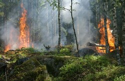 forest fire inspectors