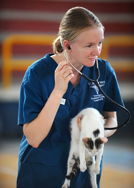 getting into vet college