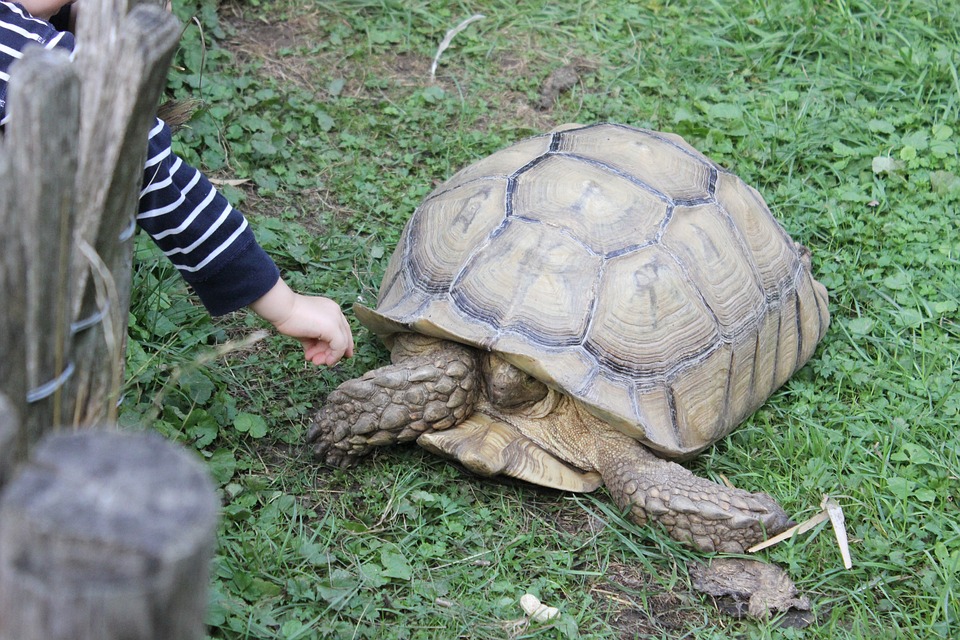 Zoologist