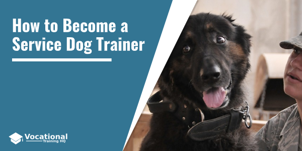 How to Become a Service Dog Trainer