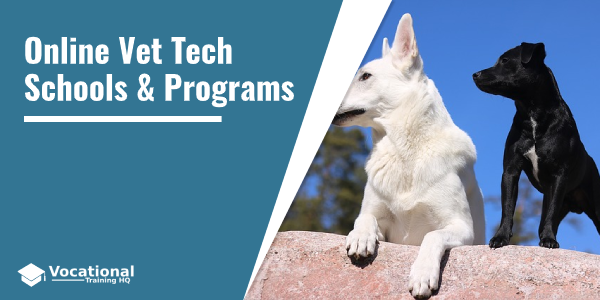 Online Vet Tech Schools & Programs