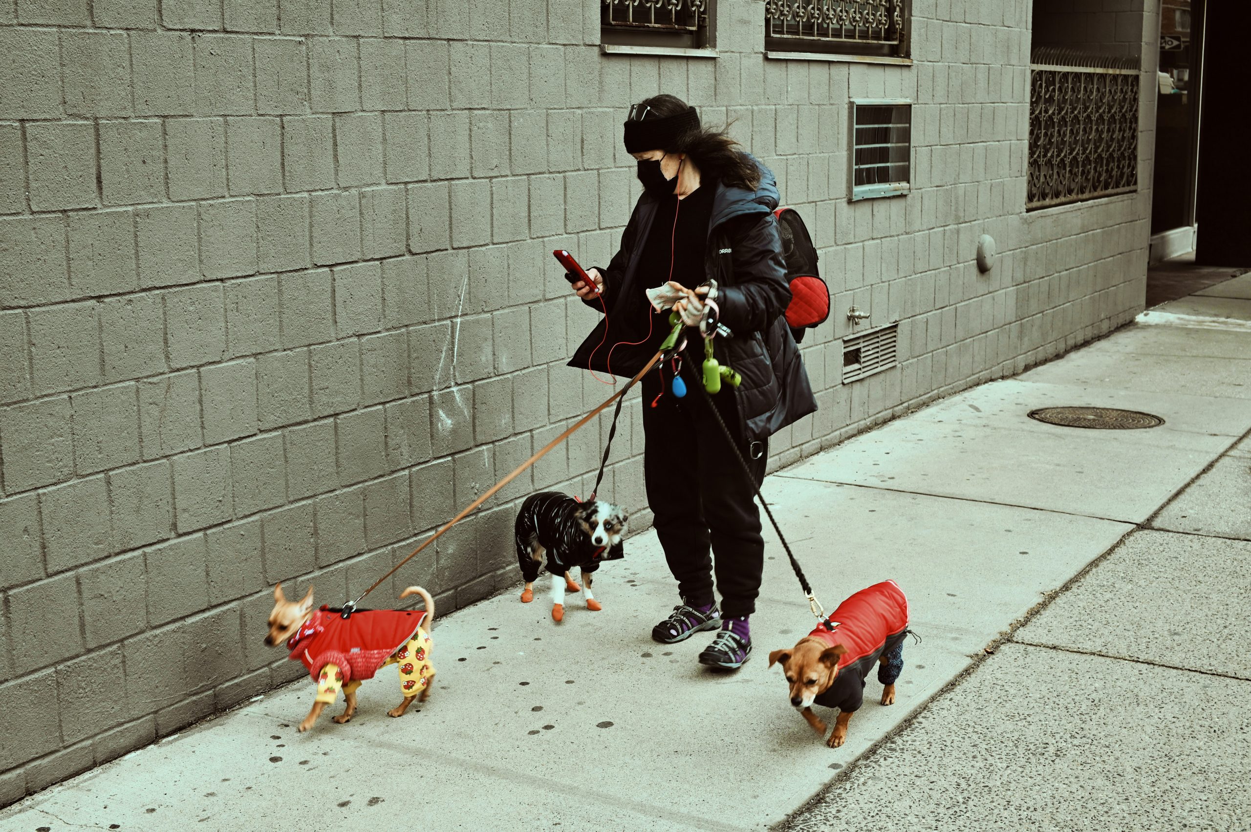 Dog Walker