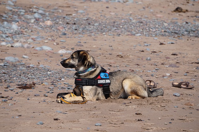 service dog trainer