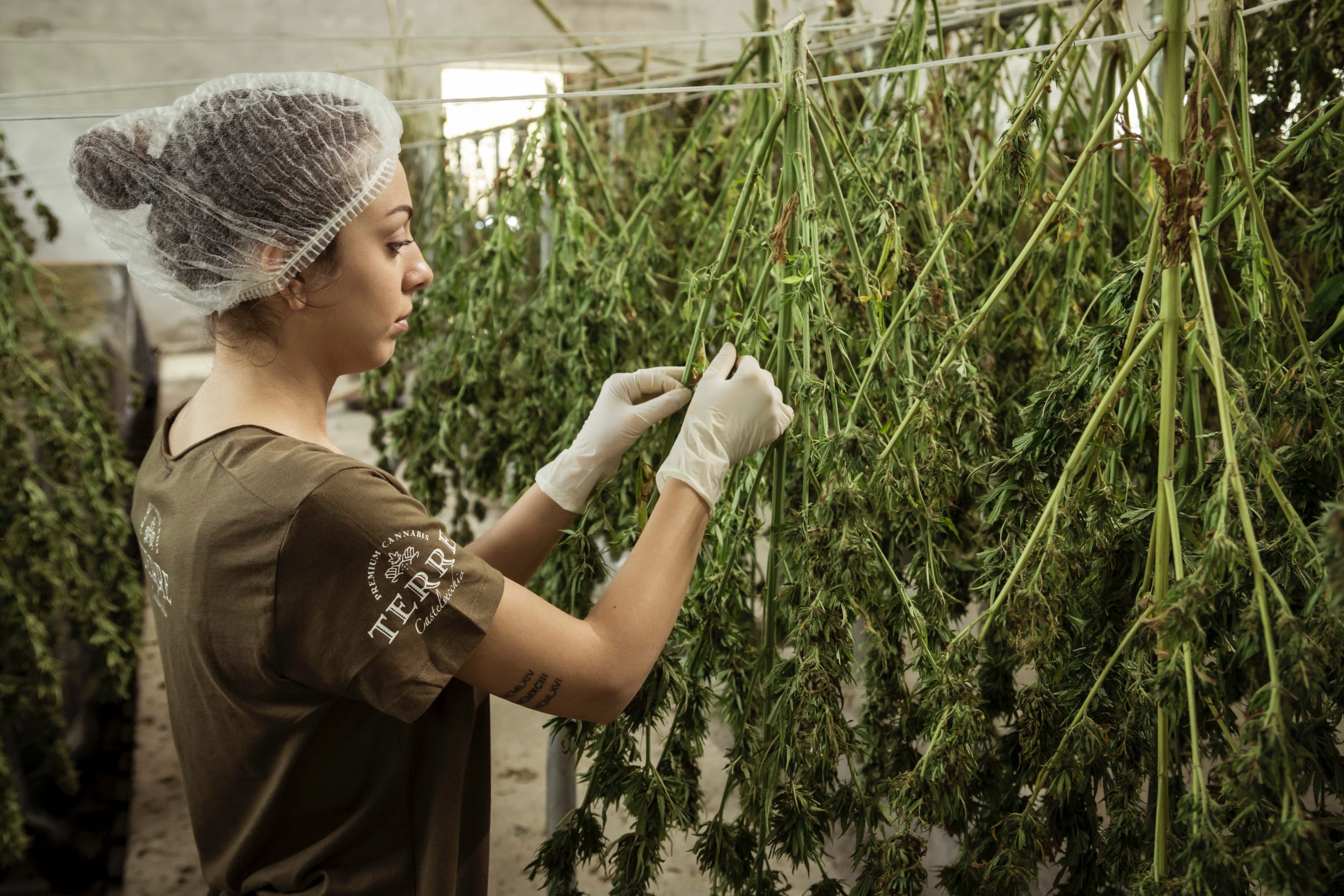 Cannabis Laboratory Technician