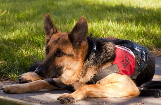 train service dogs