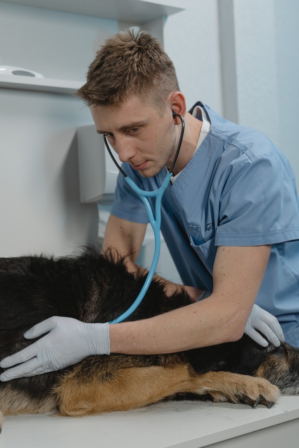 vet assistant assessing dog