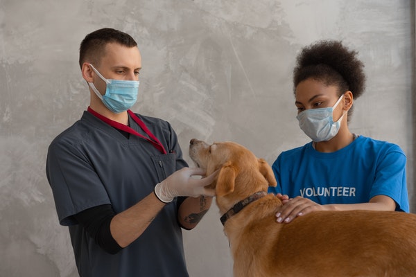 vet tech and vet assistant working together with a dog