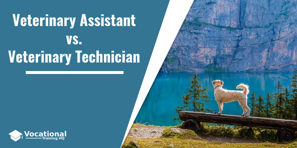 Veterinary Assistant vs. Veterinary Technician