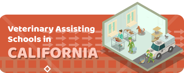 How To Become a Veterinary Assistant in California