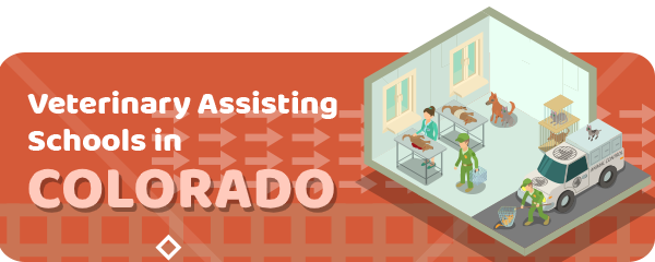 How To Become a Veterinary Assistant in Colorado