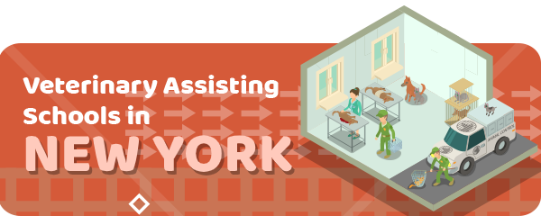 How to Become a Veterinary Assistant in New York