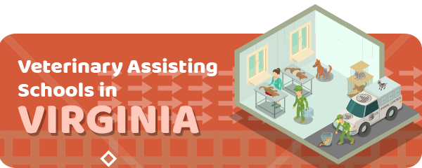 How to Become a Veterinary Assistant in Virginia