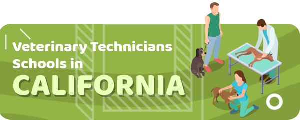 How to Become a Veterinary Technician in California