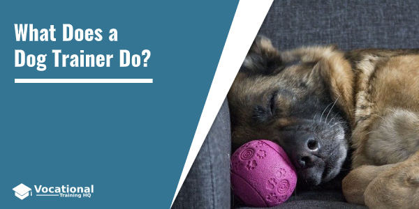 What Does a Dog Trainer Do?