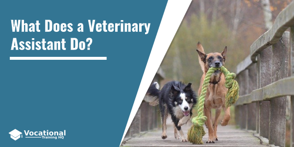 What Does a Veterinary Assistant Do?
