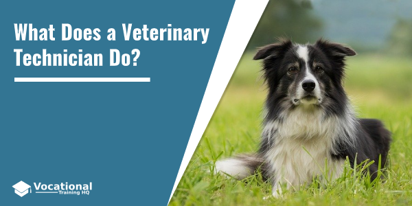 What Does a Veterinary Technician Do?